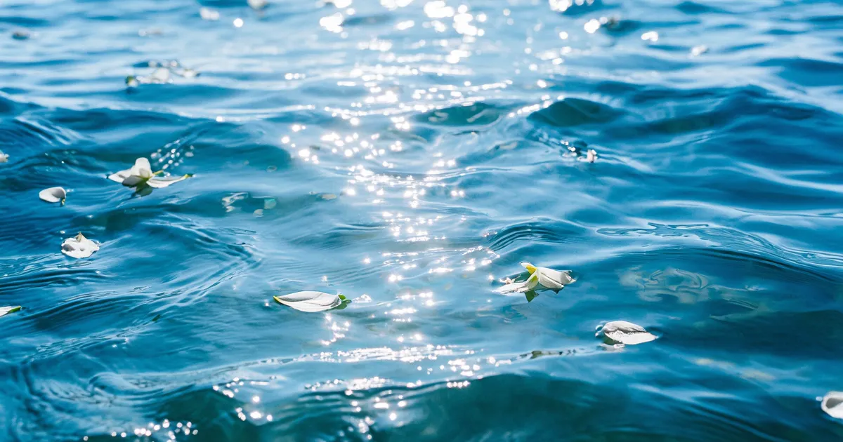 海洋散骨業者おすすめ5選｜費用と口コミで徹底比較